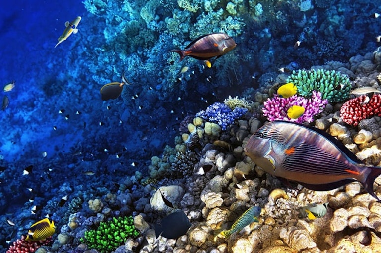 Kanaio Sea Caves & Molokini