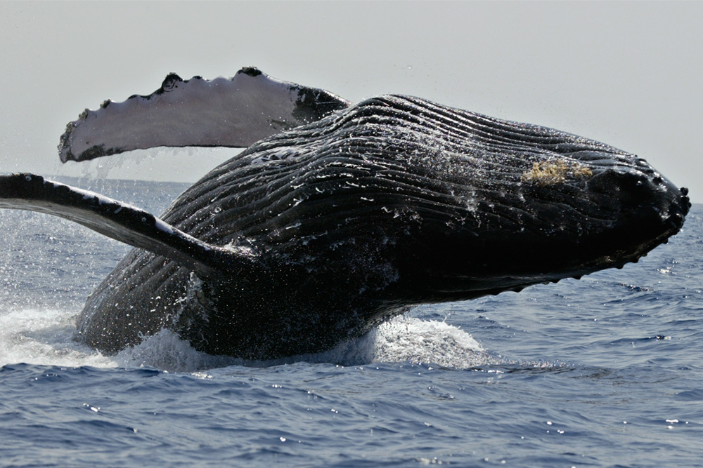 Kona Whale Watch Cruise