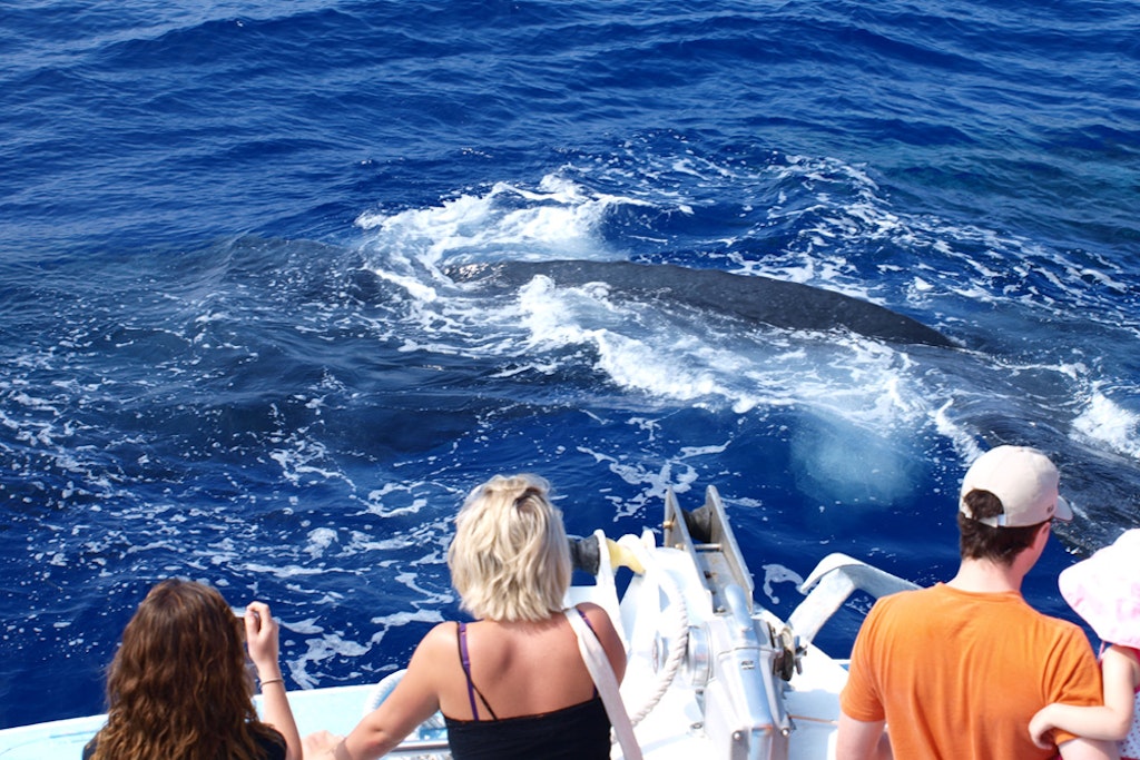 Kona Whale Watch Cruise