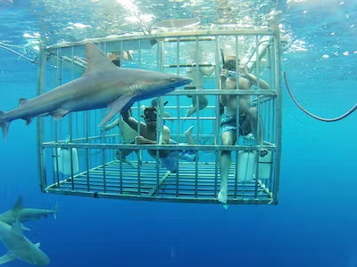 Oahu Shark Diving Tour